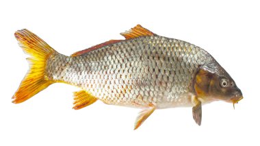 sazan, nehir balığı