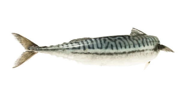Mackerel, bird, sea fish — Stock Photo, Image