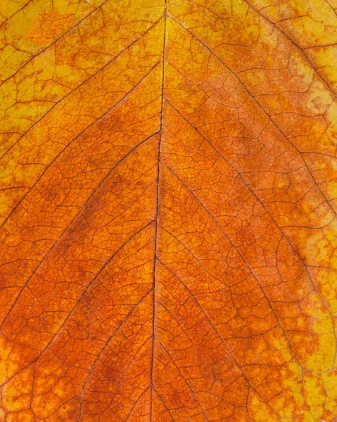 doku deseninin sonbahar yaprakları, sarı-kırmızı