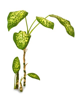Odalar, çiçeklere dieffenbachia