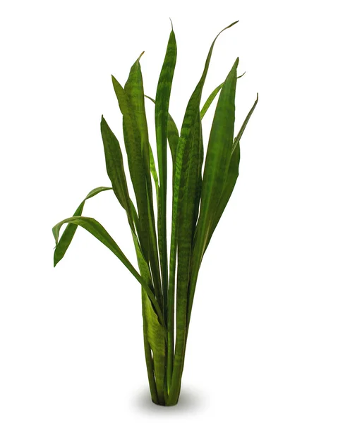 Odalar, sansevieriya için çiçekler