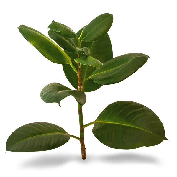 Odalar, ficus için çiçekler