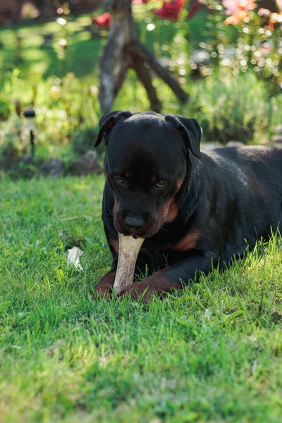 夏に外で骨を噛んだり遊んだりするロトウィラー犬 — ストック写真