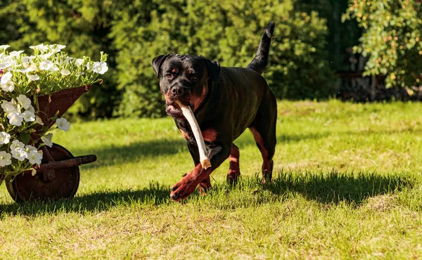 Rottweiler Perro Masticando Jugando Con Hueso Verano Exterior — Foto de Stock