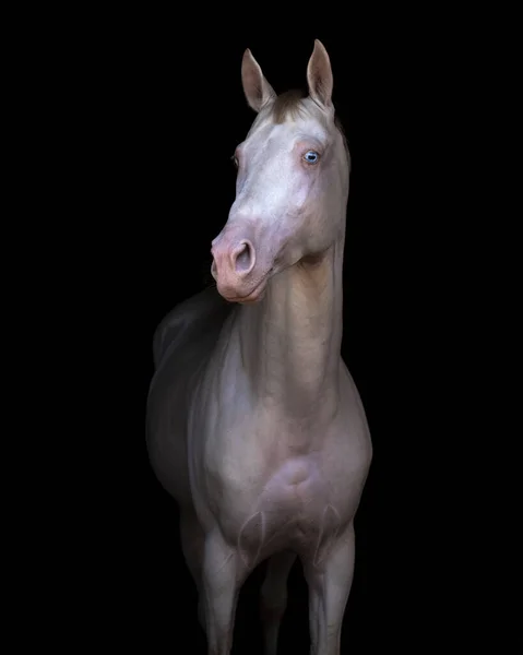 Cremello Akhal Teke Hingst Isolerad Svart Bakgrund Fortfarande Porträtt — Stockfoto