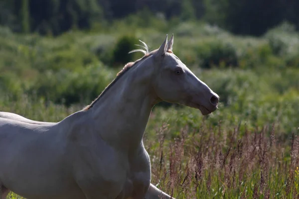 Cremello Akhal Teke的种马在夏天自由奔跑运动中的动物 — 图库照片