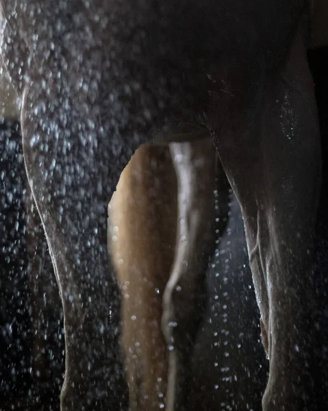 Baden Cremello Akhal Teke Stalion Close Van Huid Lichaamsdelen Waterdruppels — Stockfoto