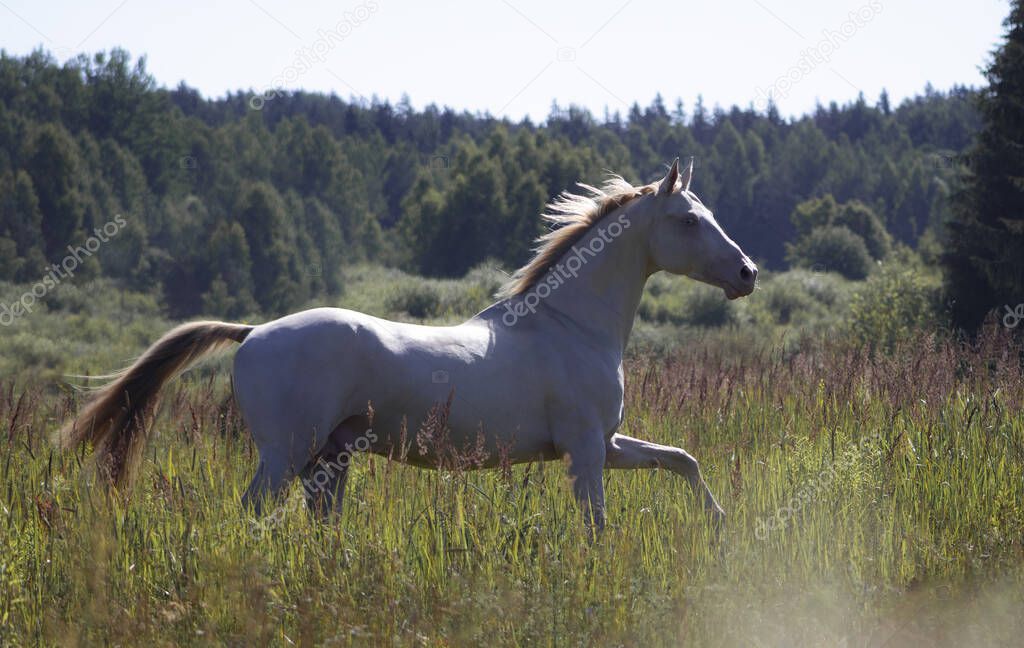 Cremello Akhal-Teke stallion running in the summer free. Animal in motion.