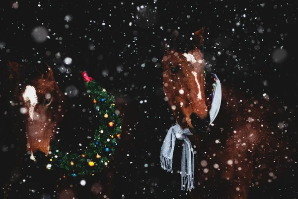 大雪の中 黒を背景に飾りとグレーのスカーフを持つ2頭の茶色の馬 — ストック写真