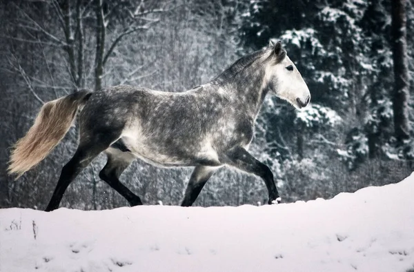 雪景色の中 灰色のアナダルスの馬がトロットを走っています — ストック写真