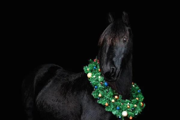 Black friesian horse with christmas wreath decorated with colorful baubles agaisnt black background, isolated, portrait.