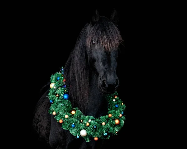 Black friesian horse with christmas wreath decorated with colorful baubles agaisnt black background, isolated, portrait.