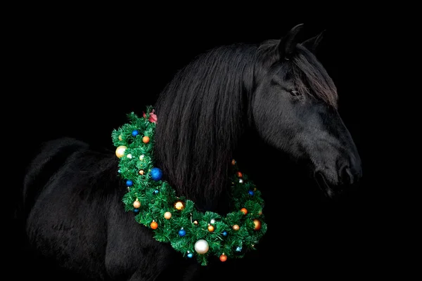 Black friesian horse with christmas wreath decorated with colorful baubles agaisnt black background, isolated, portrait.