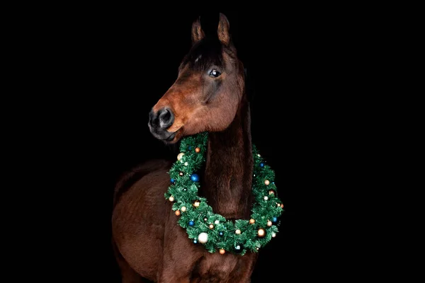 Siyah Arka Plana Karşı Bay Kahverengi Atı Noel Çelengi Ile — Stok fotoğraf