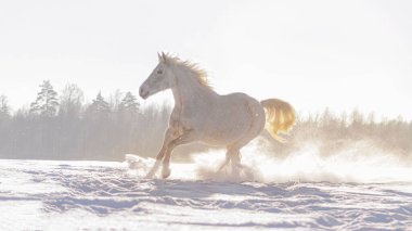 Gri pire ısırılmış yarı Arap at kışın güneşli havada karlı arazide koşar..