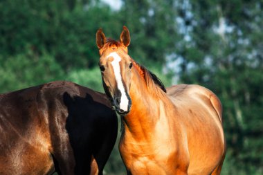 Hafif kestane, genç bir tay doğurur. Sadece yeşil yaz otlağında, ay şeklinde beyaz alevler saçar..