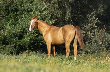Hafif kestane, genç bir tay doğurur. Sadece yeşil yaz otlağında, ay şeklinde beyaz alevler saçar..