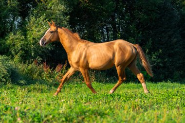 Hafif kestane, genç bir tay doğurur. Sadece yeşil yaz otlağında, ay şeklinde beyaz alevler saçar..