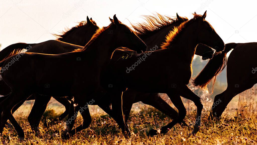 Herd of don horses including  mare and foals running free in the green summer pasture in the early morning. Horses in natural motion.
