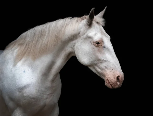 Poucos Spot Leopardo Knabstrup Mare Retrato Isolado Fundo Preto — Fotografia de Stock