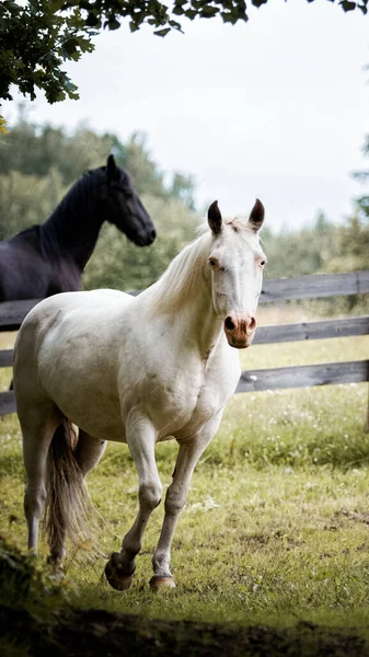 Few Spot Leopard Color Knabstrupper Mare Runing Green Grass Pasture — 图库照片