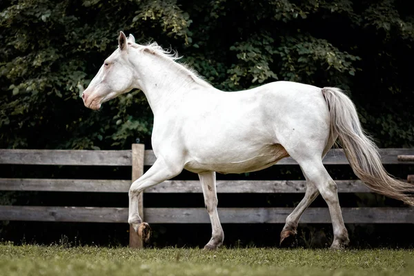 Few Spot Leopard Color Knabstrupper Mare Runing Green Grass Pasture — 图库照片