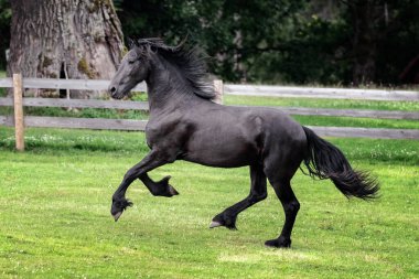 Siyah genç Freisian aygırı yaz günü çitli çitlerde koşup oynuyor..