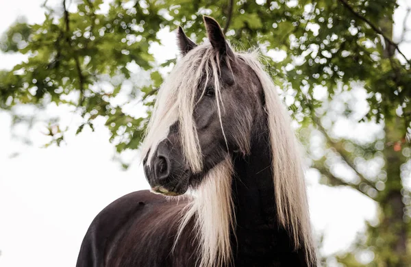 Irská Cikánská Hlava Koně Extra Dlouhou Lněnou Blond Hřívou Venku — Stock fotografie