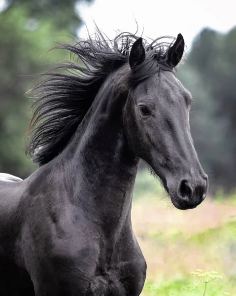 Black Friesian Young Stallion Ruuning Field Animal Motion Portrait — Stock Photo, Image