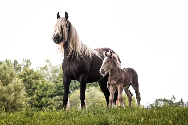 Jument Cheval Irlandaise Gitane Crinière Blonde Très Longue Été Contre — Photo