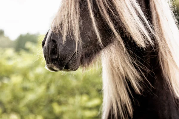 Irish Gypsy Cob Horse Head Extra Long Flaxen Blond Mane — Foto de Stock