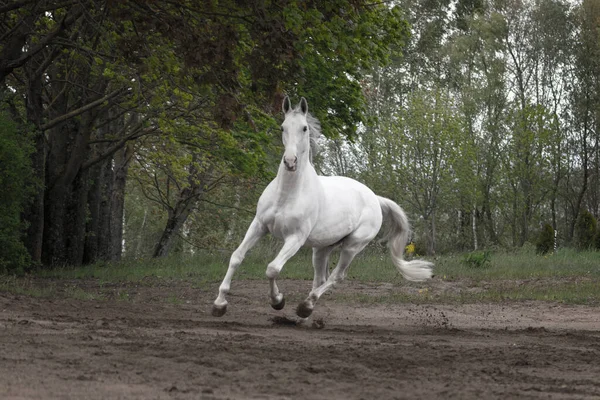 Raça Letã Cinzenta Cavalo Cantering Campo Areia Perto Madeiras — Fotografia de Stock