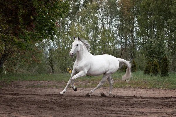 Grey Latvian Breed Horse Cantering Sand Field Woods — Stock Photo, Image