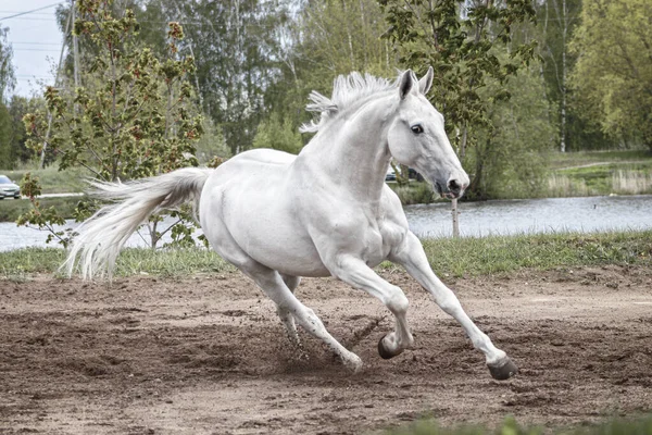 Grigio Lettone Razza Cavallo Cantering Nel Campo Sabbia Vicino Boschi — Foto Stock