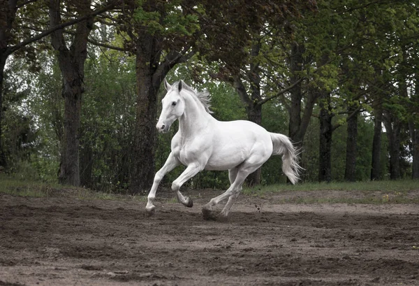 Grey Latvian Breed Horse Cantering Sand Field Woods — Stock Photo, Image