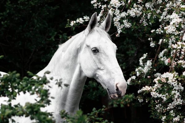 Grijs Latvian Ras Paard Portret Bloeiende Appelboom Bloemen — Stockfoto