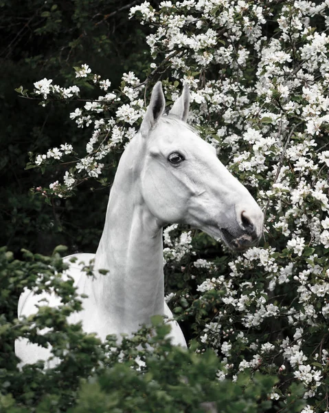 Γκρι Λατβιανό Πορτρέτο Άλογο Φυλής Ανθισμένα Λουλούδια Μηλιά — Φωτογραφία Αρχείου