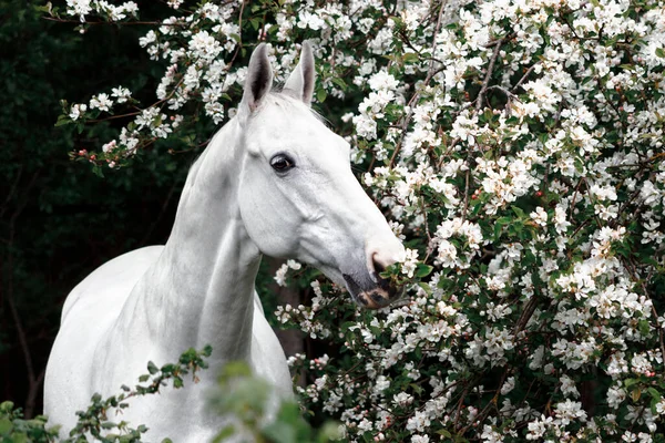 Grijs Latvian Ras Paard Portret Bloeiende Appelboom Bloemen — Stockfoto