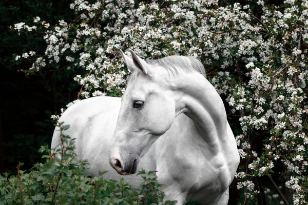 Retrato Cavalo Raça Letão Cinza Flores Macieira Florescendo — Fotografia de Stock