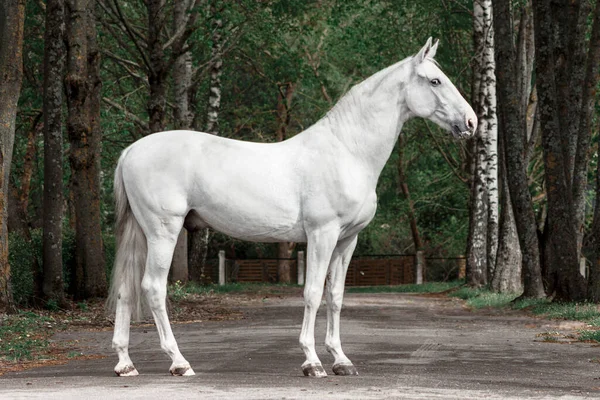 Light Grey Latvian Breed Horse Standing Sideways Showing His Posture — Stock Photo, Image