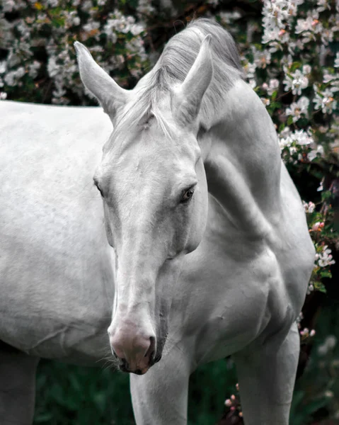 灰色のラトビアの品種の馬の肖像画開花リンゴの木の花 — ストック写真