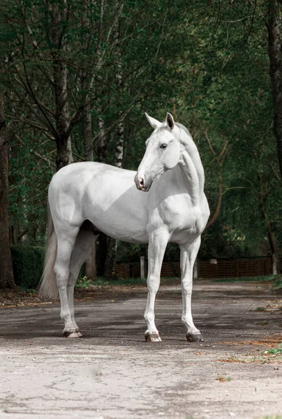 浅灰的莱特维安品种的马侧身站立 表现出他的姿势和形貌 — 图库照片