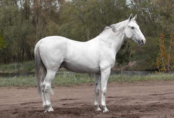Cavallo Razza Lettone Grigio Chiaro Piedi Lateralmente Mostrando Sua Postura — Foto Stock