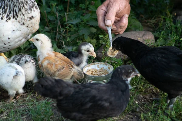 Poulet Avec Des Bébés Mangeant Dans Une Boîte Métal Tenue — Photo