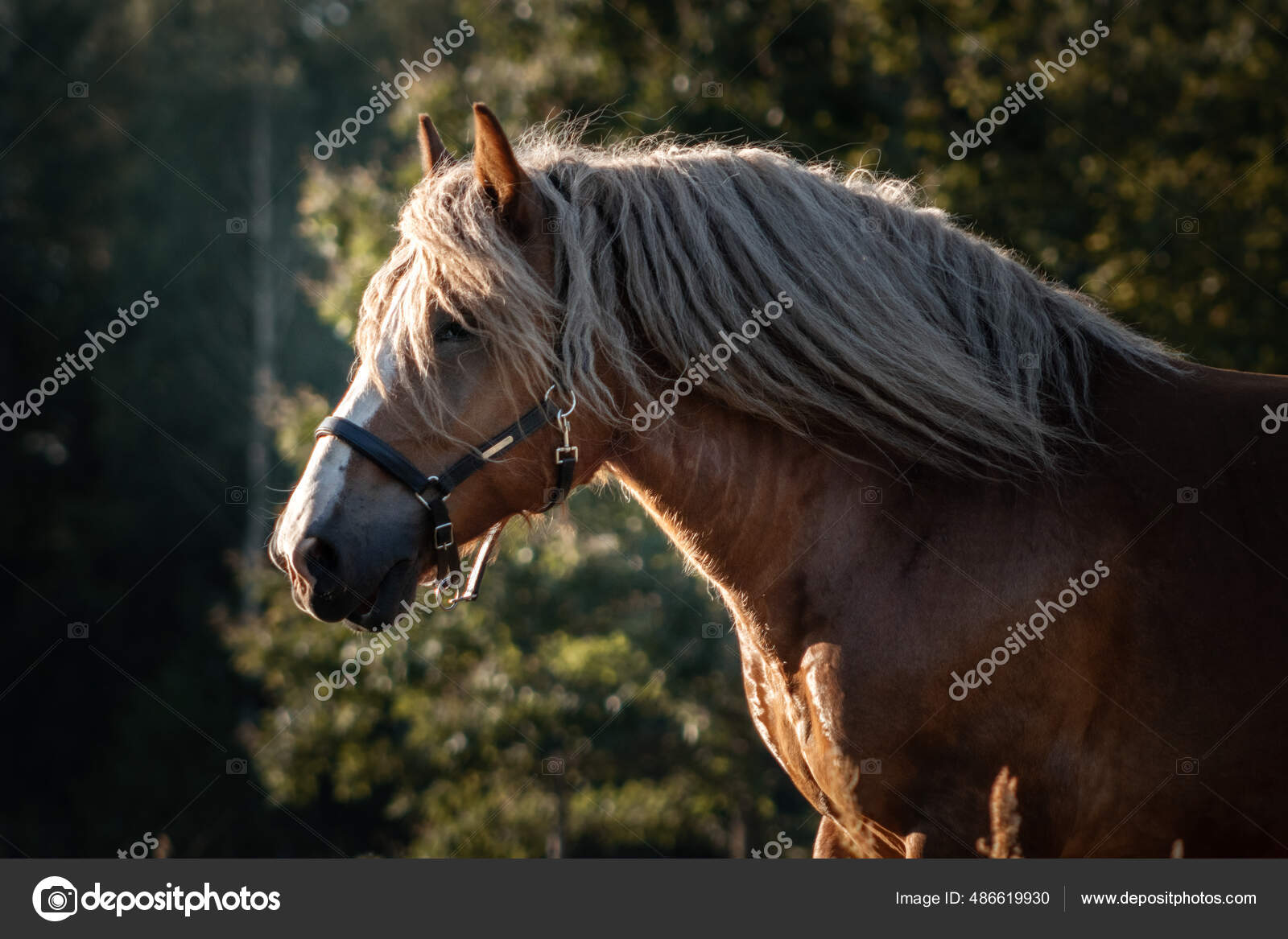 Fotos de Frente de cavalo, Imagens de Frente de cavalo sem royalties