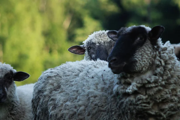 羊の群れの横に立って カメラを見て好奇心 — ストック写真