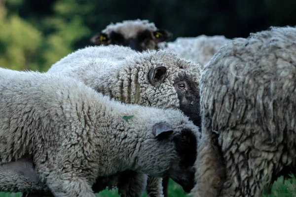 Stado Owiec Bliski Widok Głów — Zdjęcie stockowe