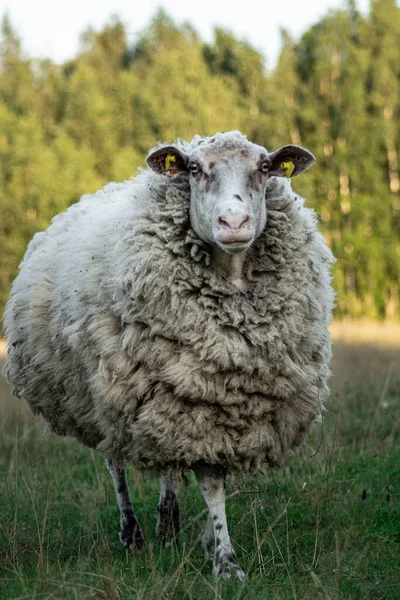 Милі Жіночі Вовняні Вівці Плямистим Обличчям Йдуть Траві Влітку Портрет — стокове фото