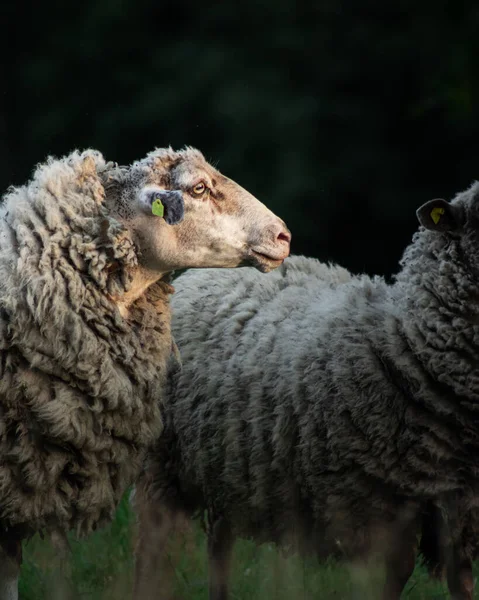 Wooly Owca Odważnym Portretem Głowy — Zdjęcie stockowe