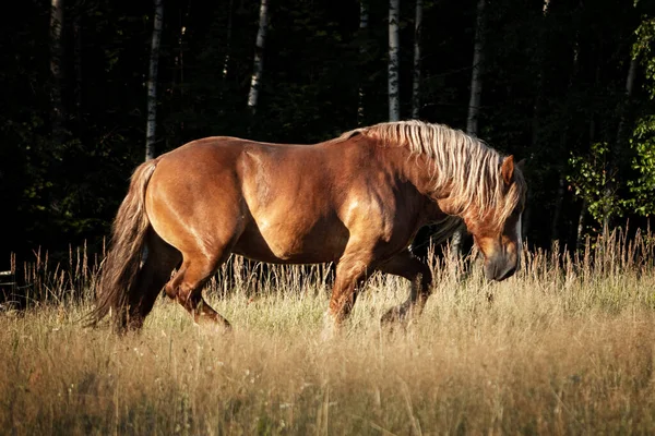 トロットの先を走るポーランドの栗冷血草稿馬 — ストック写真